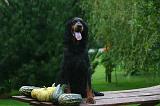 SETTER GORDON 039